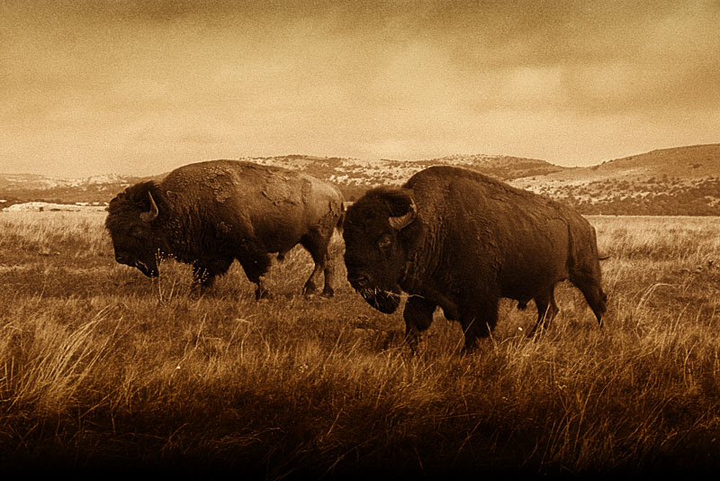 To Ponder in One’s Time Apart: A Brief Review of and Thoughts on Campbell McGrath’s&nbsp;Shannon