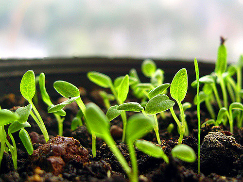 First Spring Sprouts Bring Thoughts of&nbsp;Creation